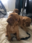 Dogue De Bordeaux Puppies For Sale